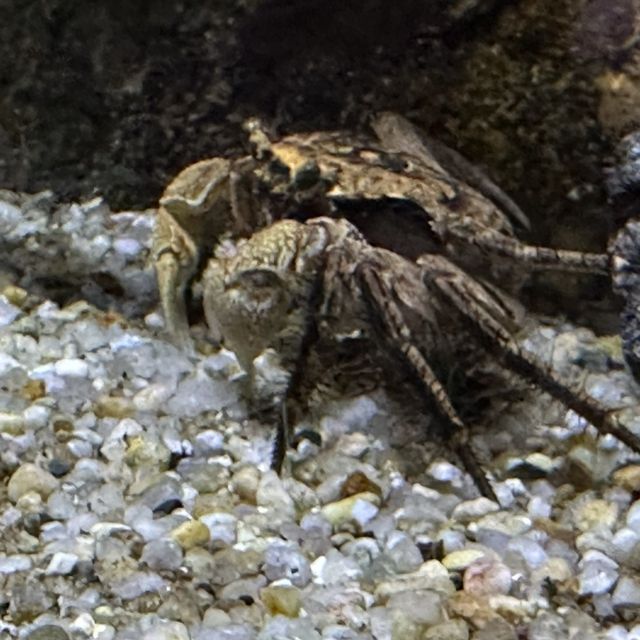 水母主打～墨田水族館