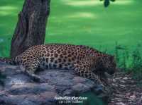 สวนสัตว์เปิด ซาฟารีปาร์ค กาญจนบุรี
