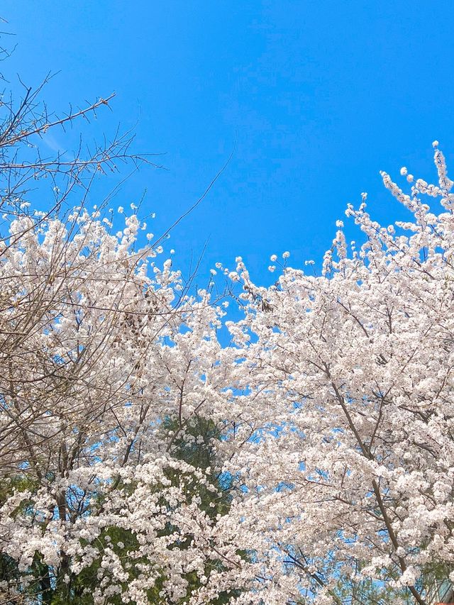 인천에 숨겨진 벚꽃 명소인 해넘이공원🌸💞