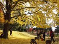 黃色的秋葉🍂 東大寺
