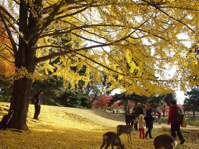 黃色的秋葉🍂 東大寺