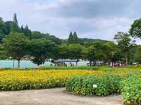 เที่ยวญี่ปุ่น Gifu World Rose Garden 