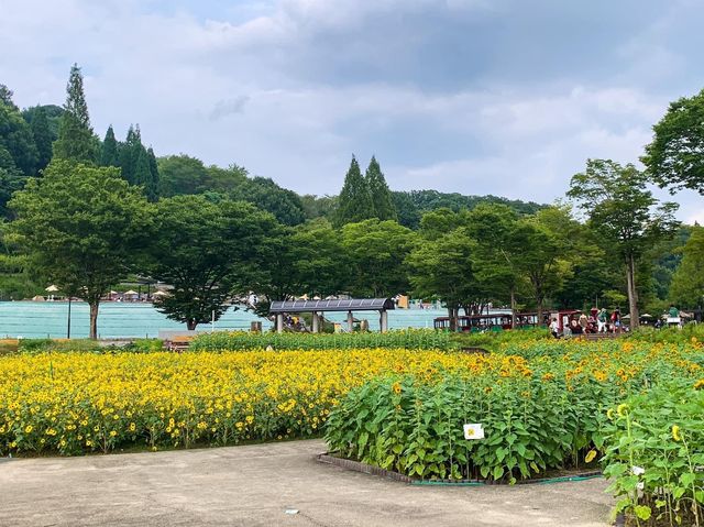 เที่ยวญี่ปุ่น Gifu World Rose Garden 