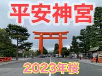 京都　京都観光　2023年平安神宮の桜！