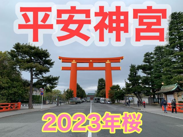 京都　京都観光　2023年平安神宮の桜！