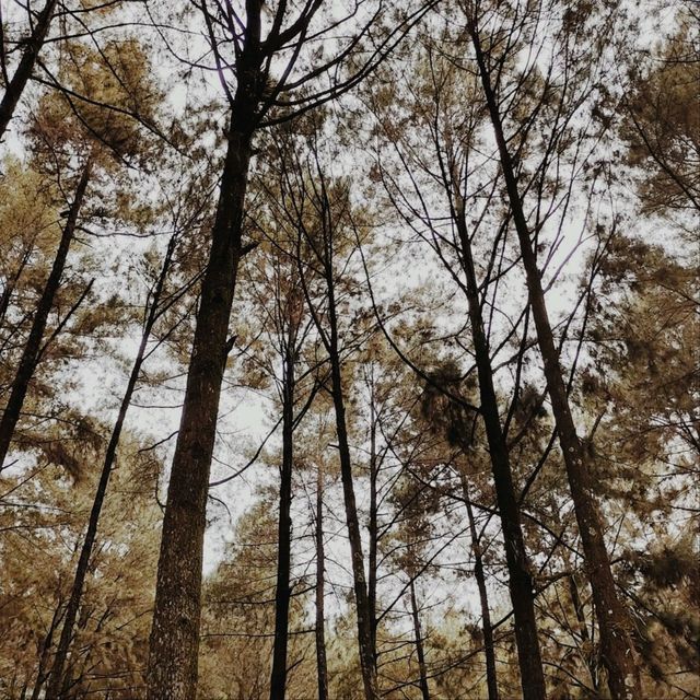 Gunung Pancar Park, Bogor