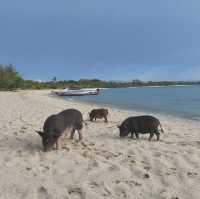เกาะมัดสุม หาดทรายสวย น้องหมูน่ารัก, สุราษฎร์ธานี