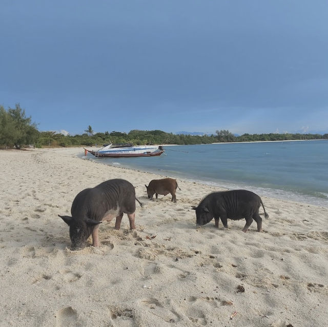 เกาะมัดสุม หาดทรายสวย น้องหมูน่ารัก, สุราษฎร์ธานี