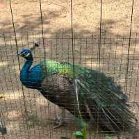 深圳野生動物園