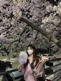 경기도 벚꽃 명소!🌸 핑크 한가득 안양천💐🌼
