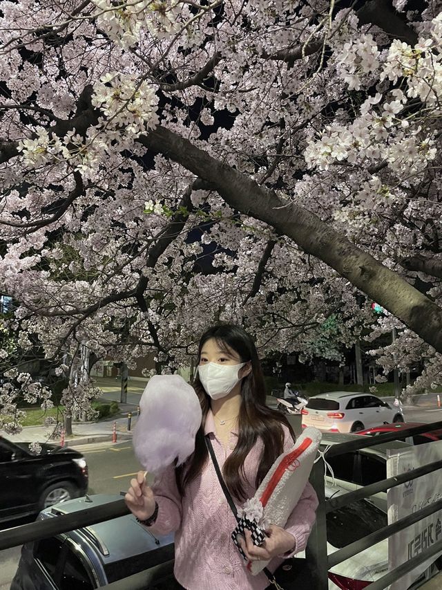 경기도 벚꽃 명소!🌸 핑크 한가득 안양천💐🌼