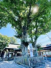 【東京都/熊野宮】一本榎伝説が受け継がれる神社