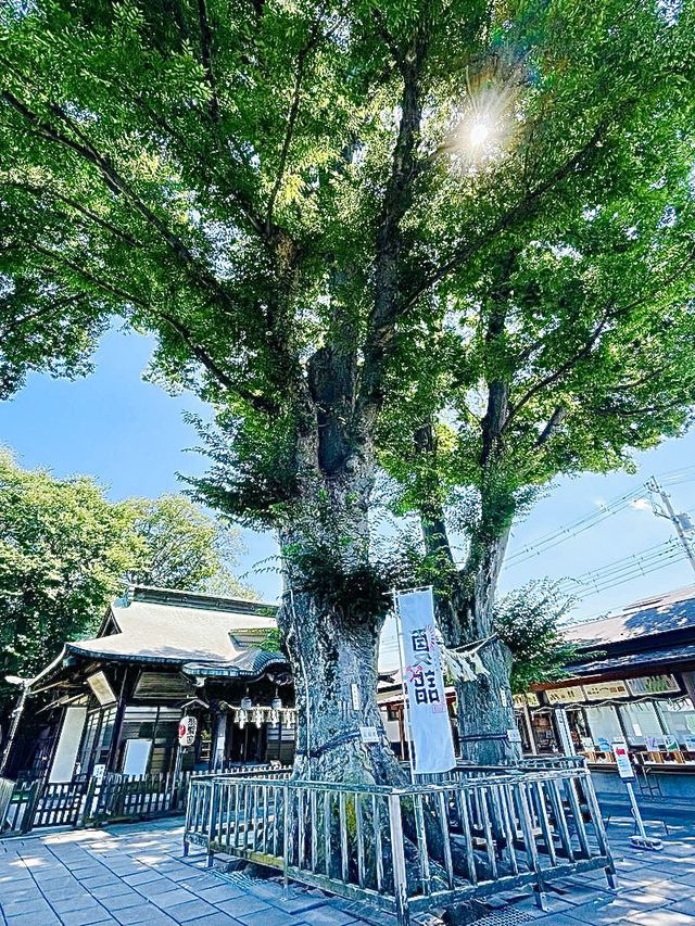【東京都/熊野宮】一本榎伝説が受け継がれる神社