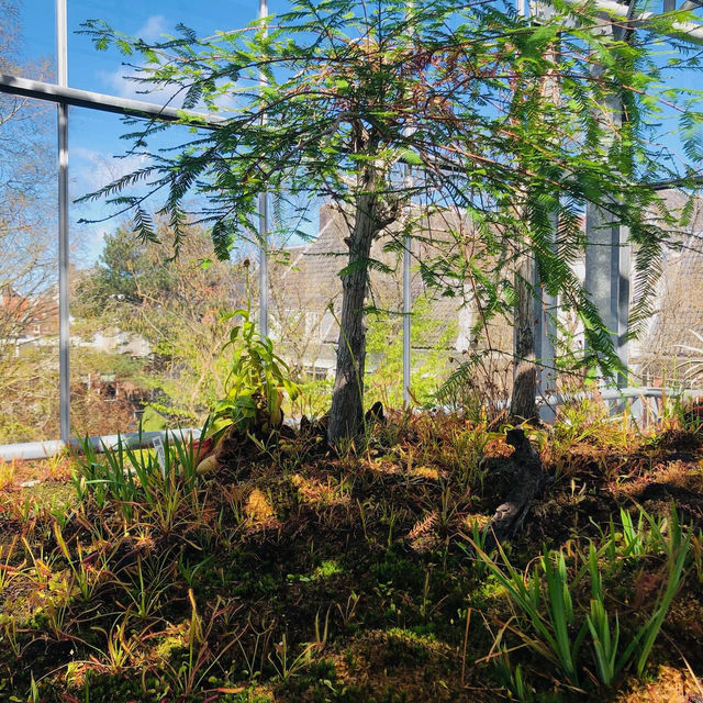 荷蘭🇳🇱 Hortus botanicus Leiden萊頓植物園🌵🪴室內篇
