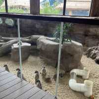 全新動物展館「樹懶與好友」