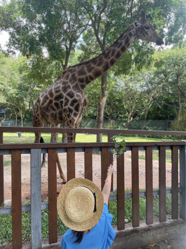 🇨🇳深圳｜親子遊x 深圳野生動物園🌟