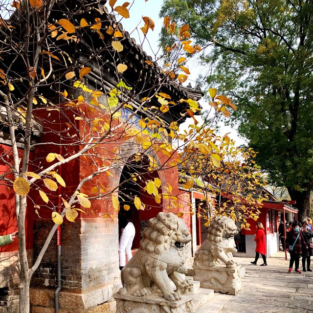 Gingko leaves 🍂 in Beijing 