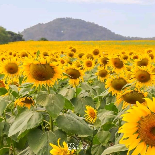 หนาวนี้ไปเที่ยวเขาใหญ่ ต้องแวะชมทานตะวันที่ไร่มณีศร
