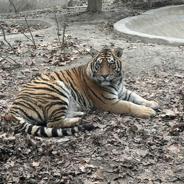 Chengdu Zoo Trip