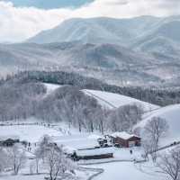 눈꽃세상❄️ 대관령 양떼목장