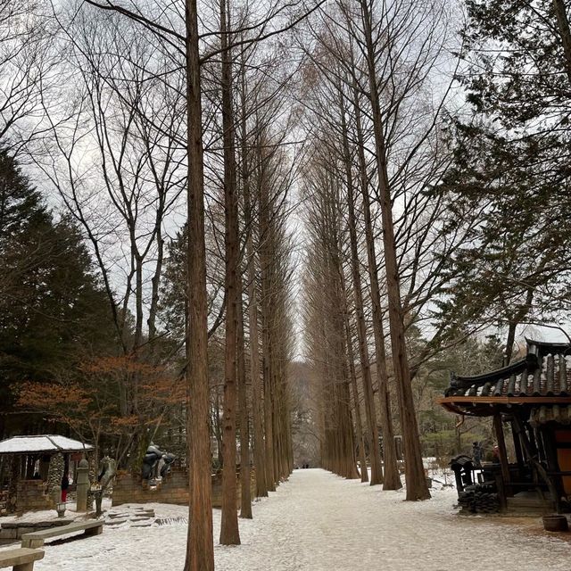 韓國🇰🇷南怡島#冬季戀歌