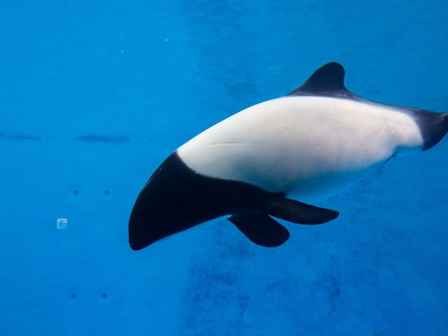 【三重県】飼育数日本一の水族館「鳥羽水族館」