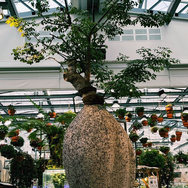 東京最新大型溫室植物園 HANA BIYORI 