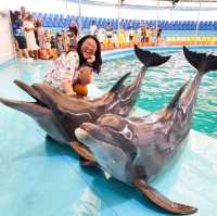  ดูแมวน้ำ 🦭 เล่นกับโลมา 🐬
Dolphins Bay Phuket