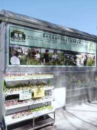 參觀粉嶺鶴藪永霖花園及水耕菜場