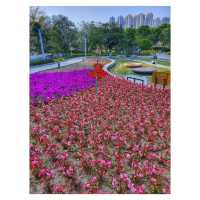 香港賞花。單車公園 