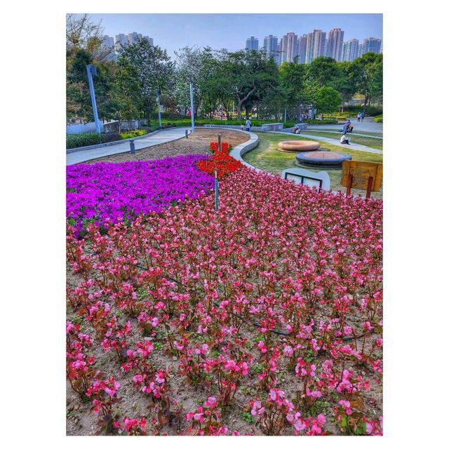 香港賞花。單車公園 