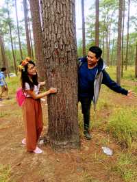 Kirirom Pine Tree