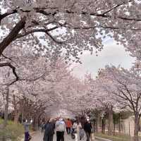 🌸보라매공원 벚꽃터널🌸