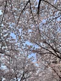 벚꽃 맛집 올림픽공원🌸