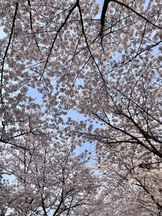 벚꽃 맛집 올림픽공원🌸
