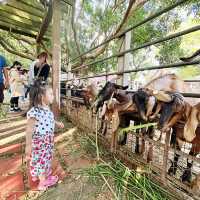 台中-益健牧場免門票的親子景點（免門票）假日限定