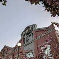造幣局桜の通り抜け、桜は既に散り始め、有終の美