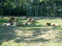 【新竹】六福村動物園 🐅 捕捉動物生活瞬間