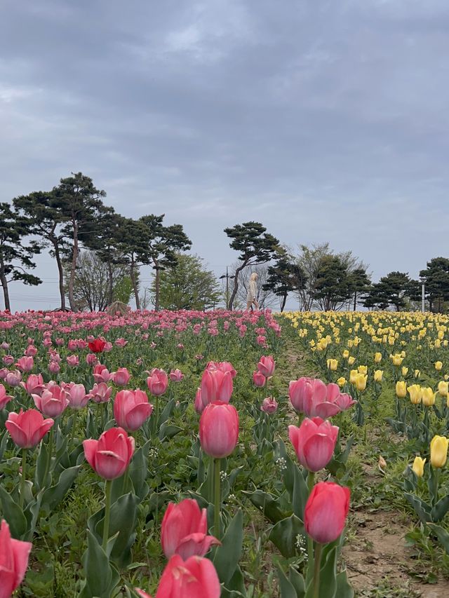 튤립이 한가득 핀 여주 금은모래강변공원💐