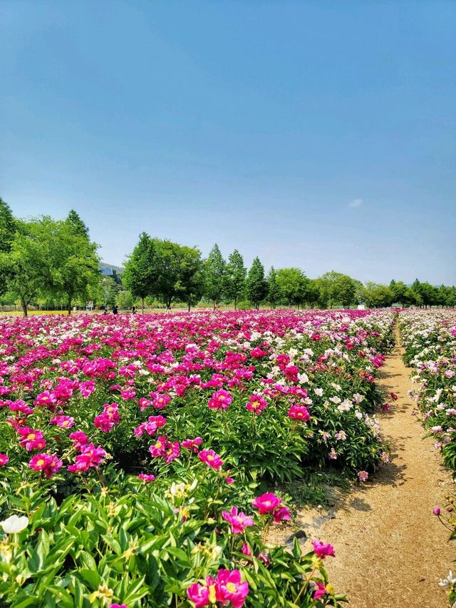 지금 만개한 작약꽃 즐기기! 합천 핫들생태공원🌺