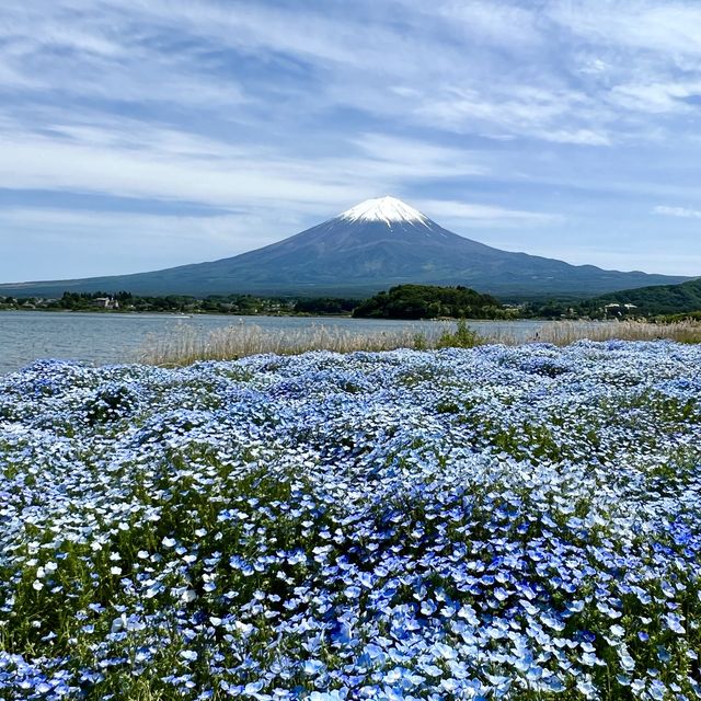 Oishi Park— A must-see scenic location