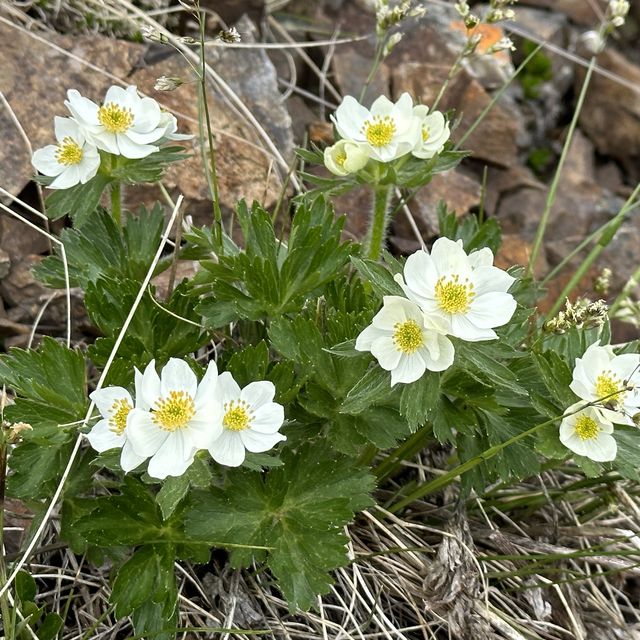 【山梨】天空の花畑！美しき北岳稜線の高山植物