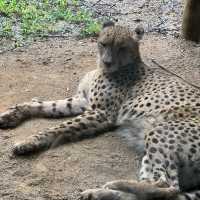 Singapore Zoo 