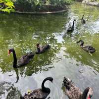 深圳野生動物園