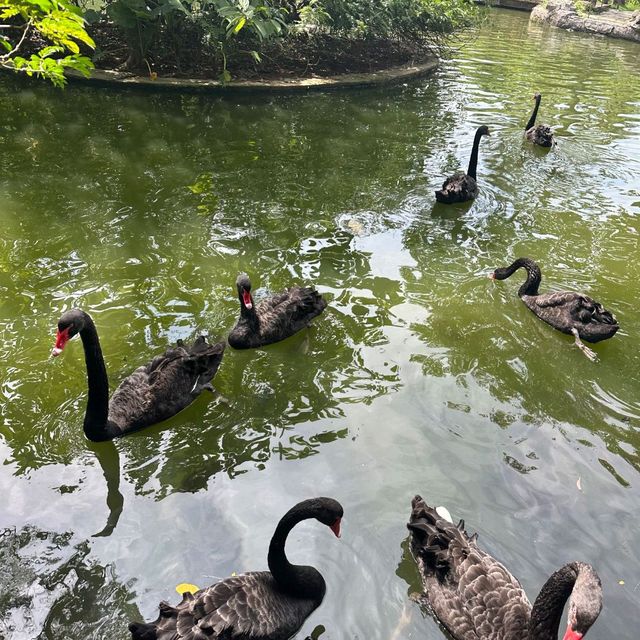 深圳野生動物園