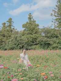 백일홍이 가득 피어있는 비밀정원 🦋🌼