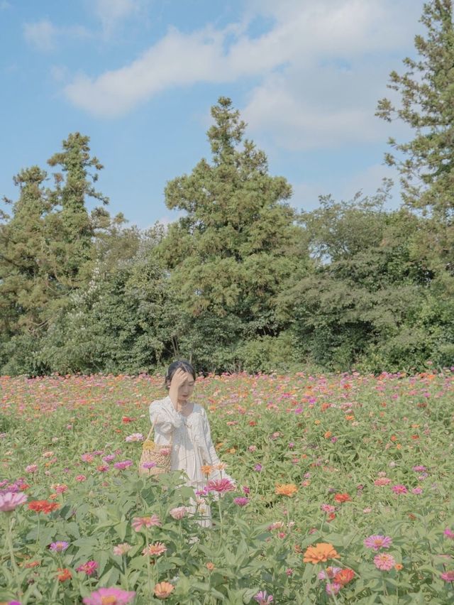 백일홍이 가득 피어있는 비밀정원 🦋🌼