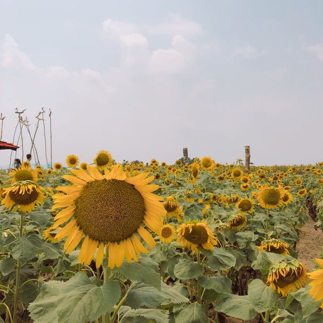 그림같은뷰〰️노랑노랑 해바라기밭🌻