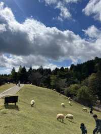 六甲山牧場—帶娃必去！