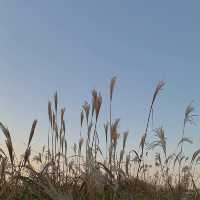 제주 오름추천 “용눈이오름”🌾